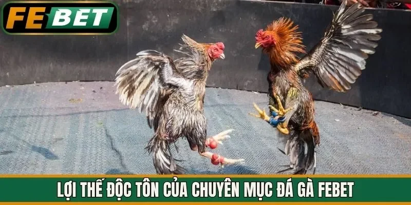 Lợi thế độc tôn của chuyên mục đá gà FEBET